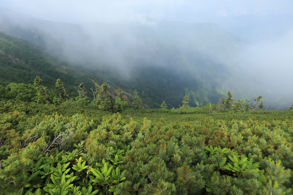 日本:後立山連峰之5~爺ヶ岳與種池山莊 日本:後立山連峰之5~爺ヶ岳與種池山莊
