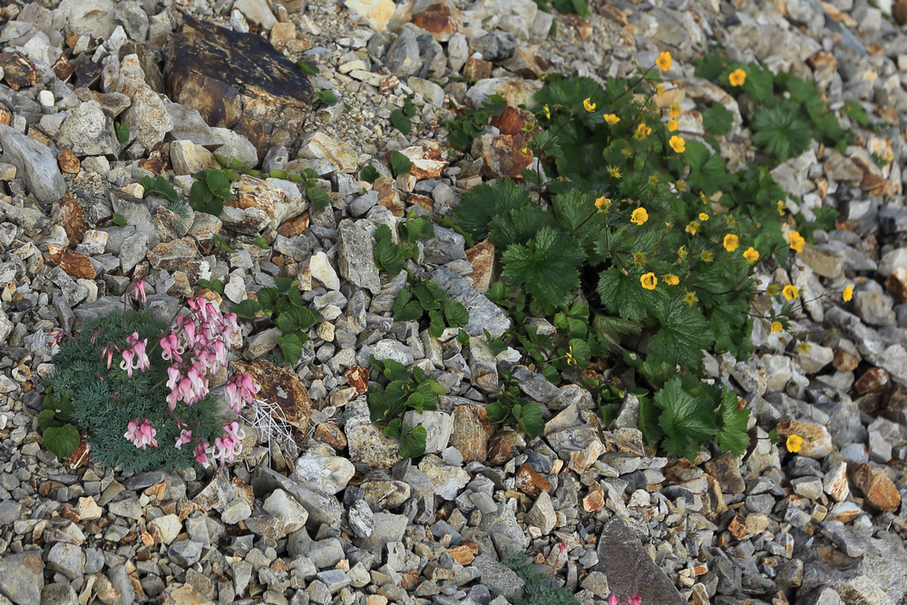 日本:後立山連峰之5~爺ヶ岳與種池山莊