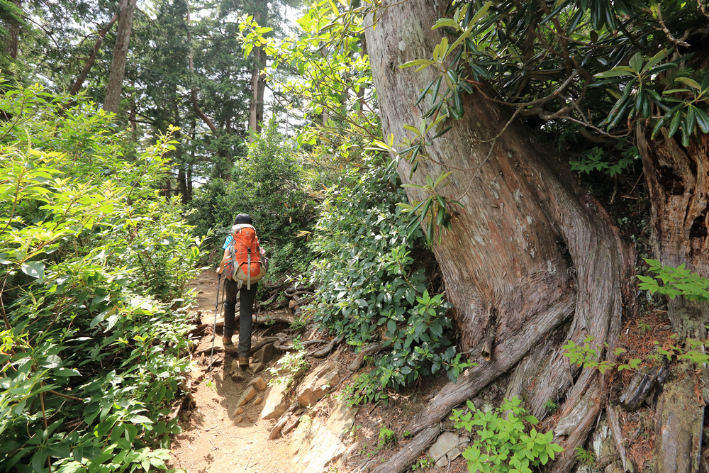 日本:後立山連峰之5~爺ヶ岳與種池山莊