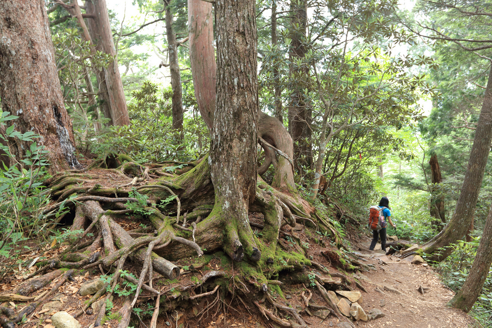 日本:後立山連峰之5~爺ヶ岳與種池山莊 日本:後立山連峰之5~爺ヶ岳與種池山莊
