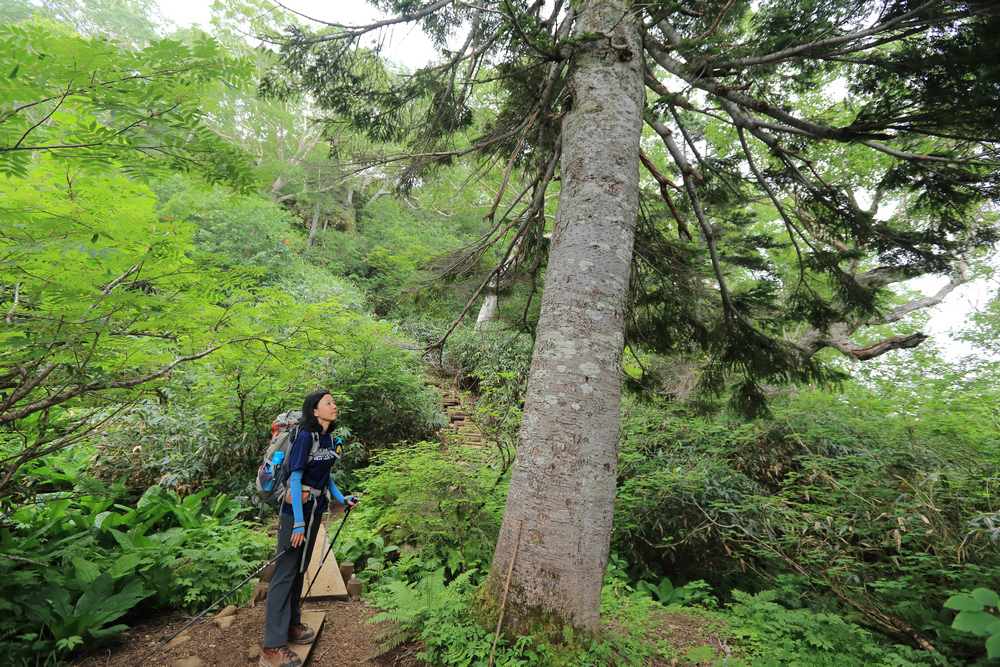 日本：後立山連峰之6～從栂池登山口上白馬大池