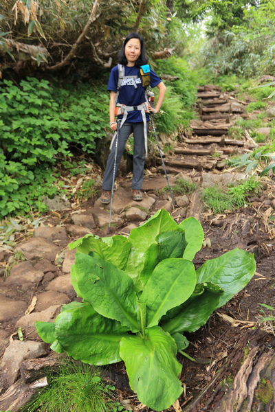 日本：後立山連峰之6～從栂池登山口上白馬大池