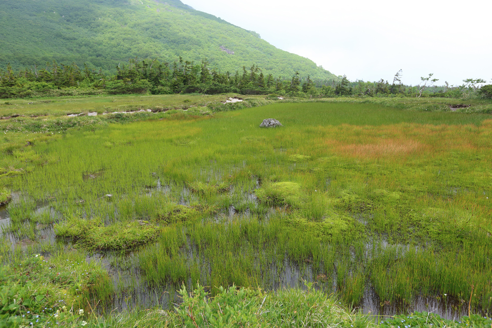 日本：後立山連峰之6～從栂池登山口上白馬大池