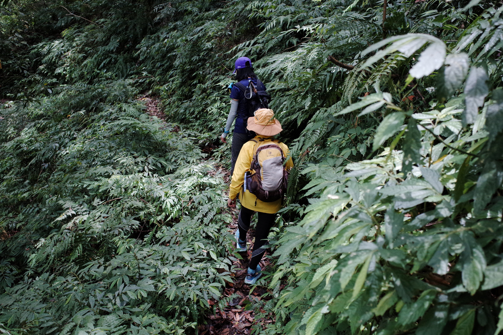 鵝公髻山與鵝公髻東北峰 鵝公髻山與鵝公髻東北峰