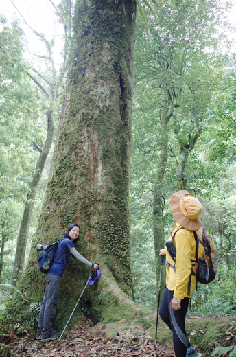 鵝公髻山與鵝公髻東北峰 鵝公髻山與鵝公髻東北峰