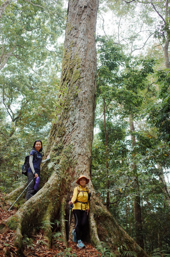 鵝公髻山與鵝公髻東北峰 鵝公髻山與鵝公髻東北峰