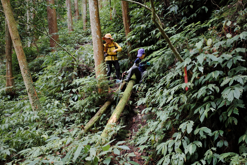 鵝公髻山與鵝公髻東北峰 鵝公髻山與鵝公髻東北峰