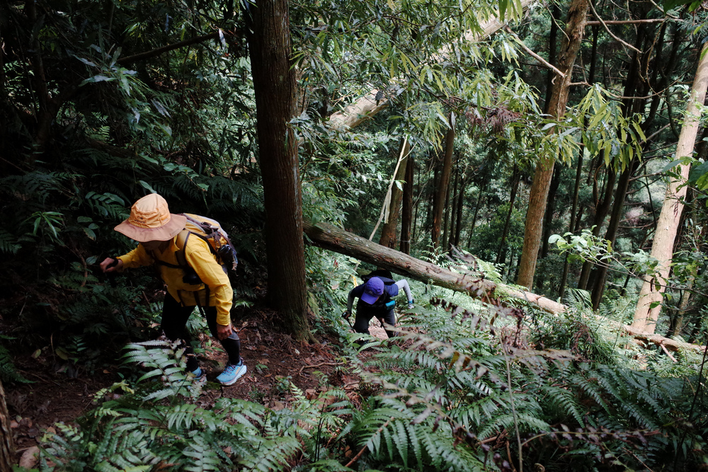 鵝公髻山與鵝公髻東北峰 鵝公髻山與鵝公髻東北峰