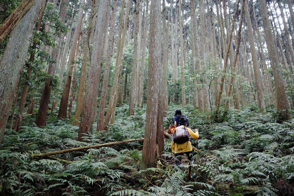 鵝公髻山與鵝公髻東北峰 鵝公髻山與鵝公髻東北峰