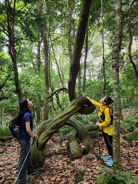 鵝公髻山與鵝公髻東北峰 鵝公髻山與鵝公髻東北峰