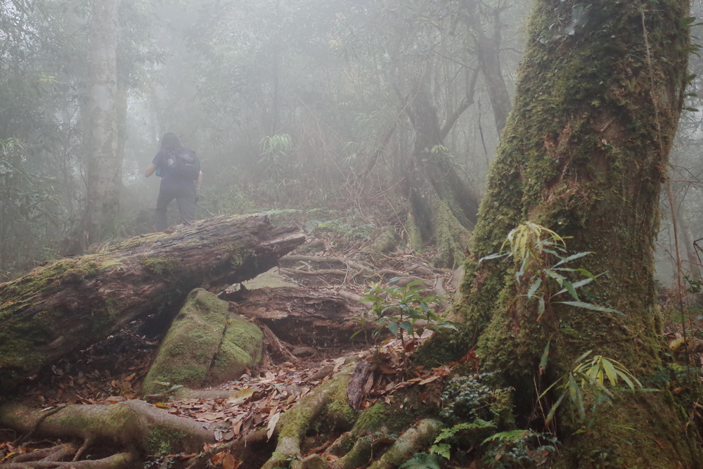 鵝公髻山與鵝公髻東北峰 鵝公髻山與鵝公髻東北峰