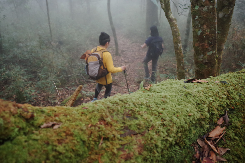 鵝公髻山與鵝公髻東北峰 鵝公髻山與鵝公髻東北峰