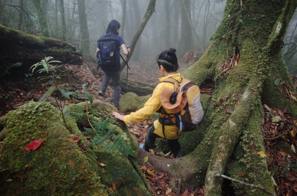 鵝公髻山與鵝公髻東北峰 鵝公髻山與鵝公髻東北峰