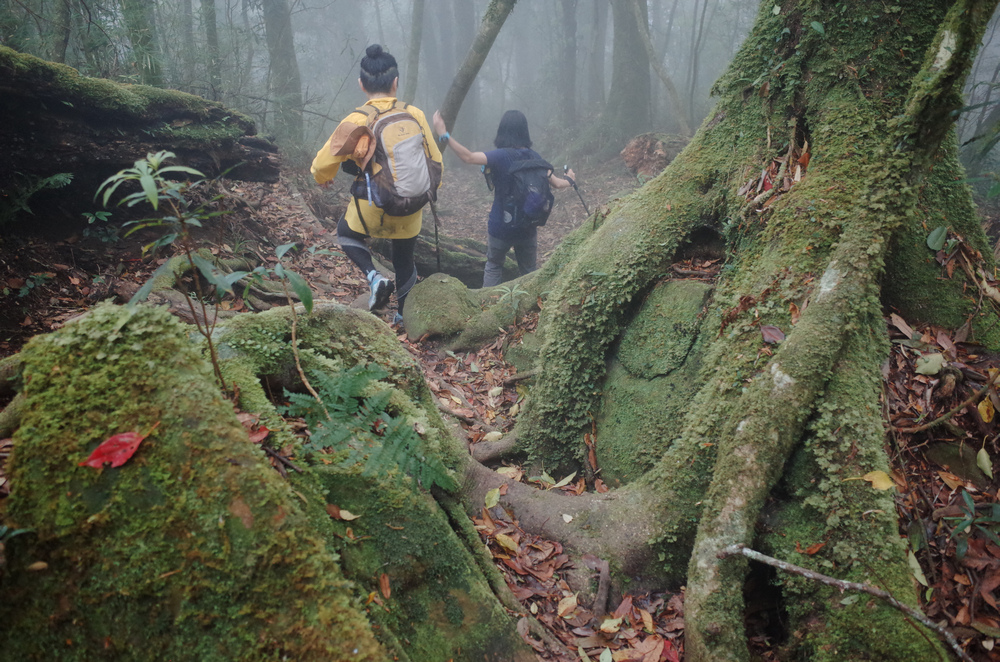 鵝公髻山與鵝公髻東北峰 鵝公髻山與鵝公髻東北峰