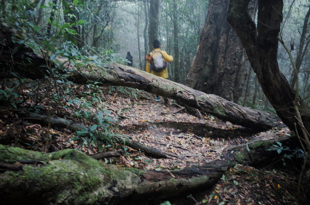 鵝公髻山與鵝公髻東北峰 鵝公髻山與鵝公髻東北峰