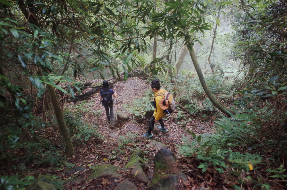 鵝公髻山與鵝公髻東北峰 鵝公髻山與鵝公髻東北峰