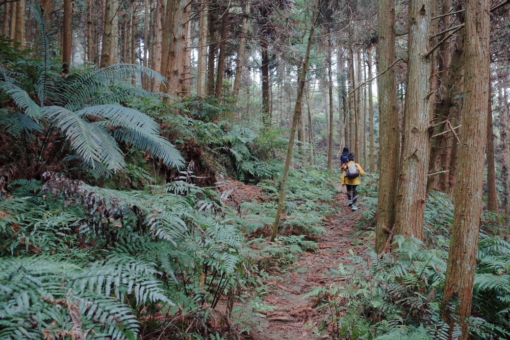 鵝公髻山與鵝公髻東北峰 鵝公髻山與鵝公髻東北峰