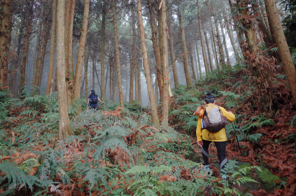 鵝公髻山與鵝公髻東北峰 鵝公髻山與鵝公髻東北峰
