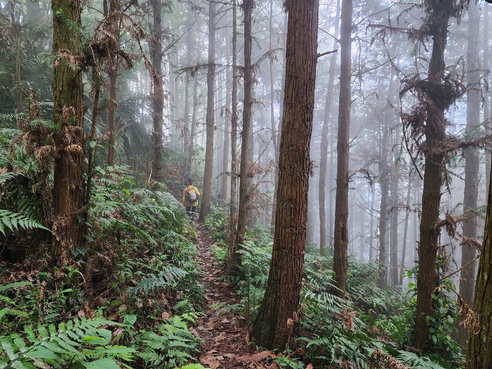 鵝公髻山與鵝公髻東北峰 鵝公髻山與鵝公髻東北峰