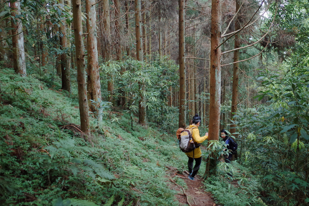 鵝公髻山與鵝公髻東北峰 鵝公髻山與鵝公髻東北峰