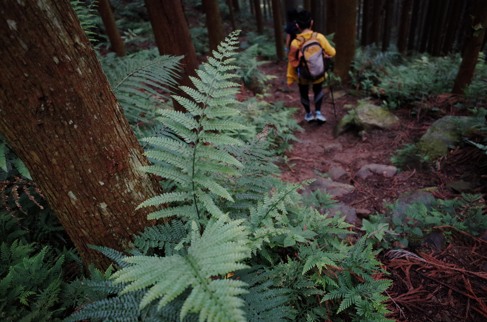 鵝公髻山與鵝公髻東北峰 鵝公髻山與鵝公髻東北峰