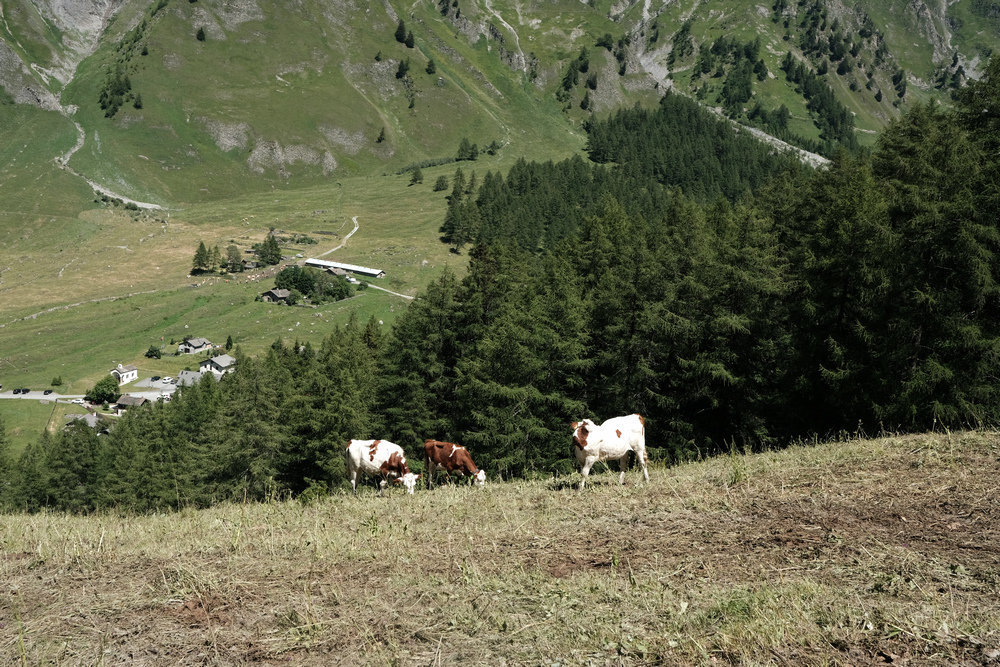 TMB環白朗峰健行之6:Chalet Val Ferret( TMB環白朗峰健行之6:Chalet Val Ferret(