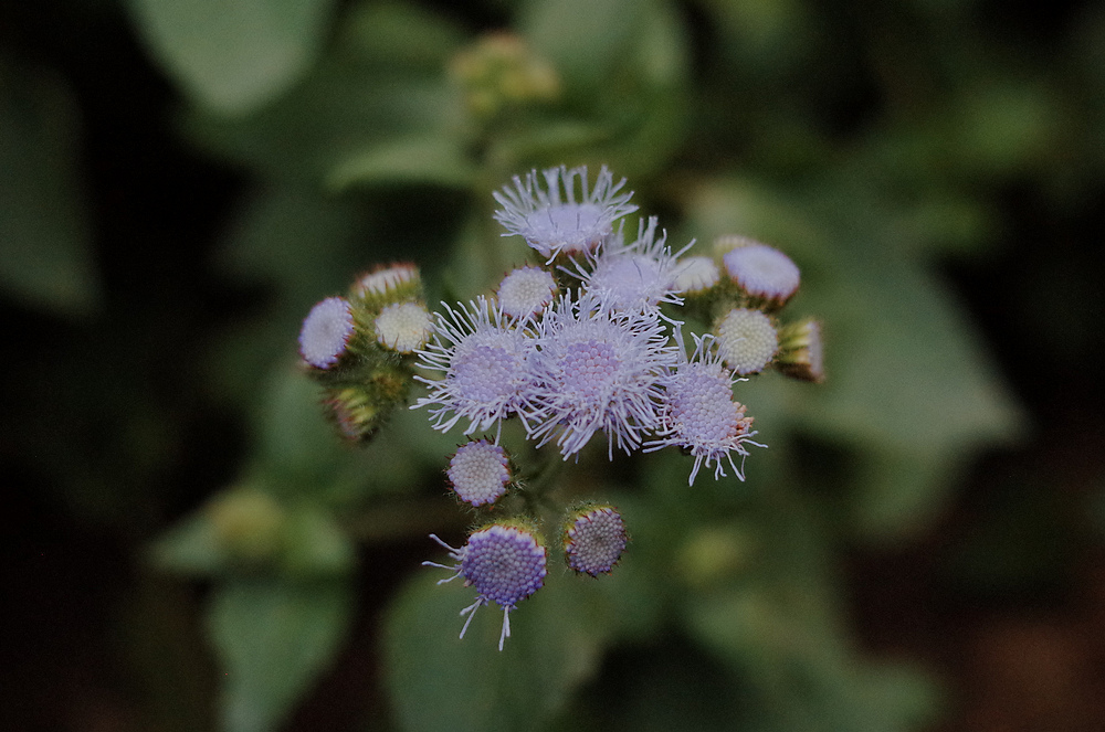 R0042051.jpg