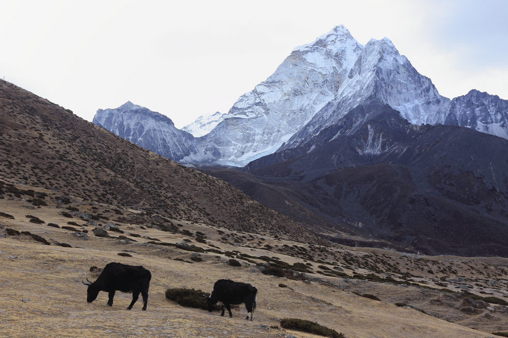 尼泊爾:聖母峰基地營健行 -6 Dingboche(丁波崎)