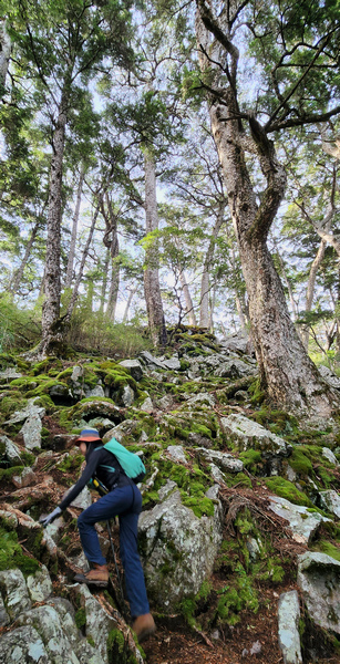 雪山西稜 D6-8～中雪山與230林道