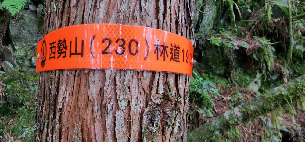 雪山西稜 D6-8～中雪山與230林道