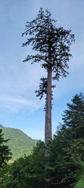 雪山西稜 D6-8～中雪山與230林道
