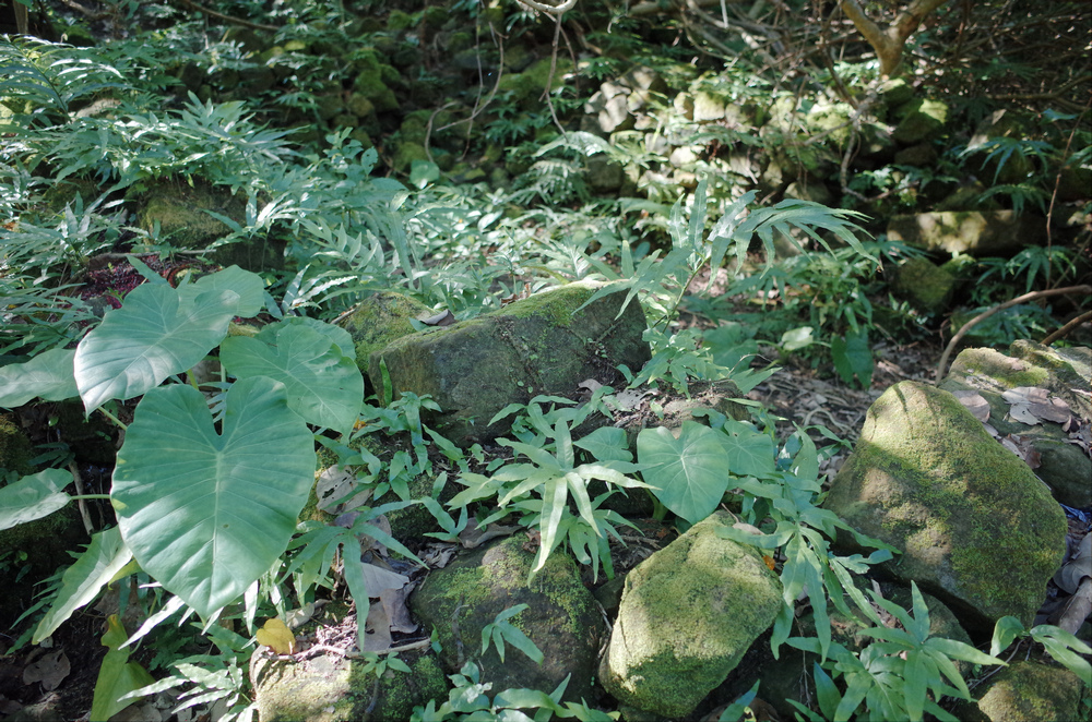 黃金九稜:南雅山西峰、南雅山、門牙岩小O繞 黃金九稜:南雅山西峰、南雅山、門牙岩小O繞