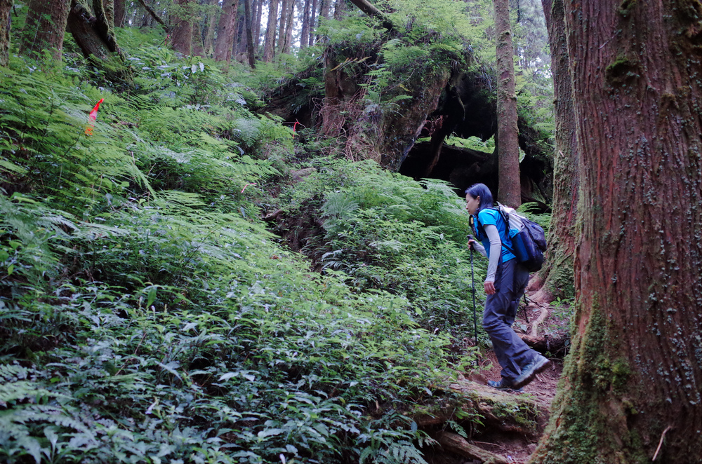 溪頭：嶺頭山、金柑樹山、溪頭山、竹崙山、志騰山