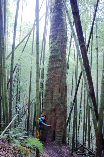 溪頭：嶺頭山、金柑樹山、溪頭山、竹崙山、志騰山