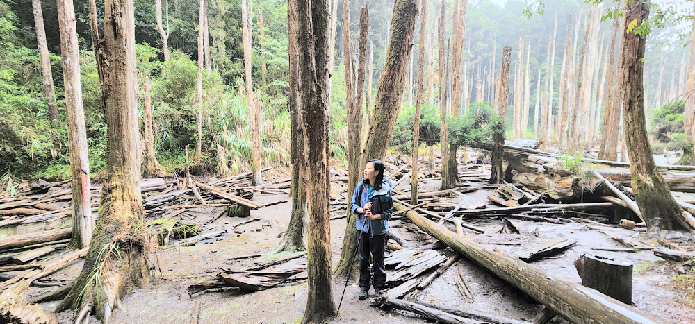 溪頭：嶺頭山、金柑樹山、溪頭山、竹崙山、志騰山