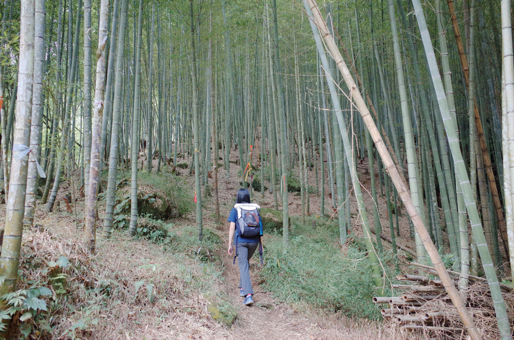 溪頭：嶺頭山、金柑樹山、溪頭山、竹崙山、志騰山