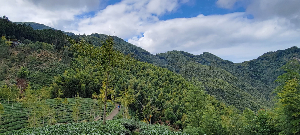 溪頭：嶺頭山、金柑樹山、溪頭山、竹崙山、志騰山