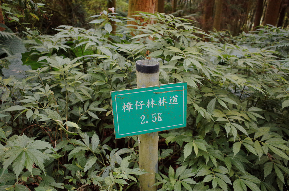 溪頭：嶺頭山、金柑樹山、溪頭山、竹崙山、志騰山