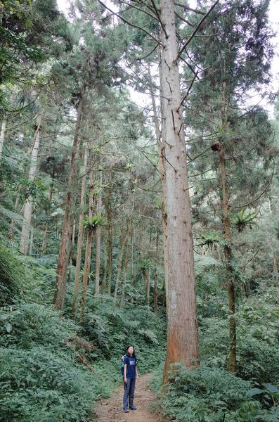 溪頭：嶺頭山、金柑樹山、溪頭山、竹崙山、志騰山