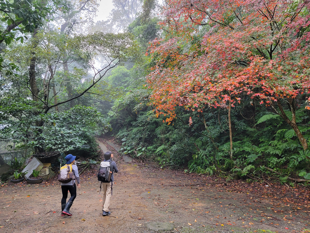 桃園金面山O形 桃園金面山O形