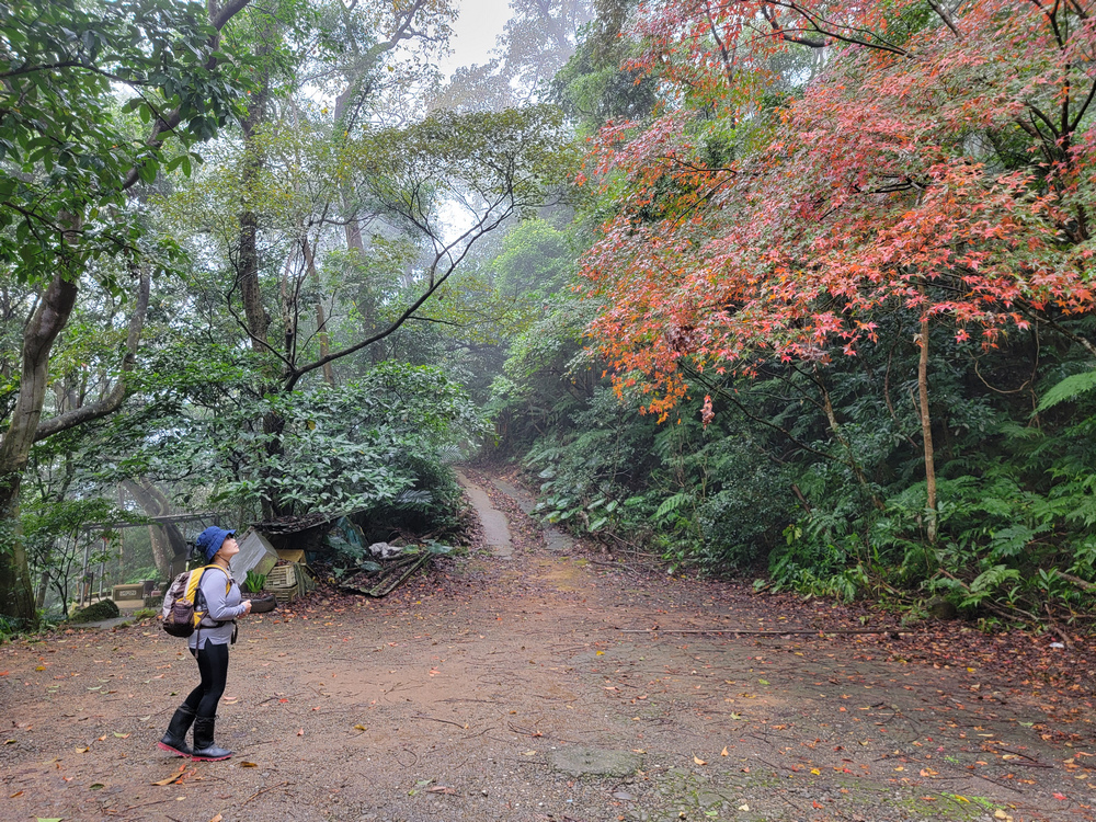 桃園金面山O形 桃園金面山O形