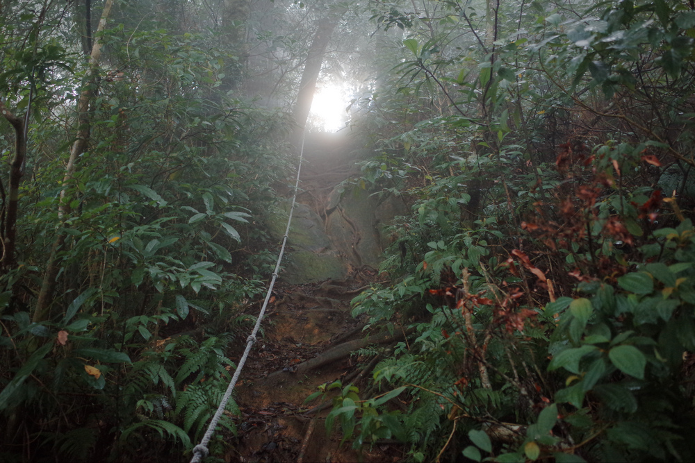 桃園金面山O形 桃園金面山O形