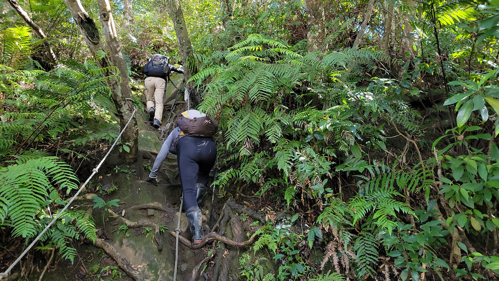 桃園金面山O形 桃園金面山O形