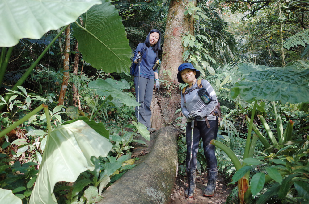 桃園金面山O形 桃園金面山O形