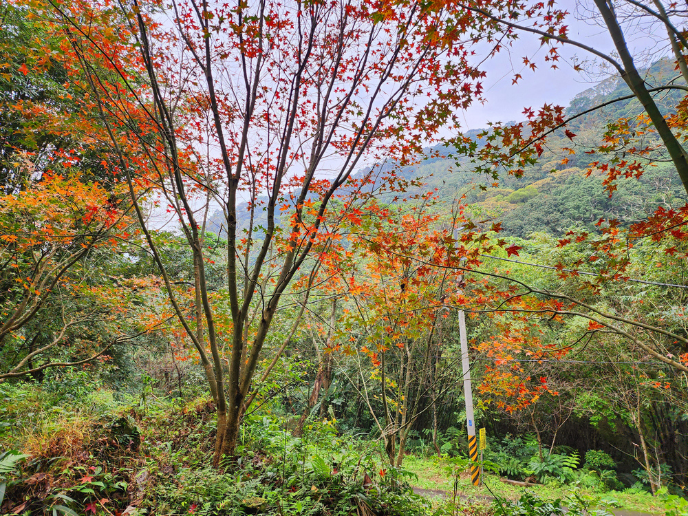桃園金面山O形 桃園金面山O形
