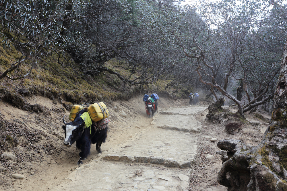 尼泊爾:聖母峰基地營健行 -9 Pheriche(費利崎)→