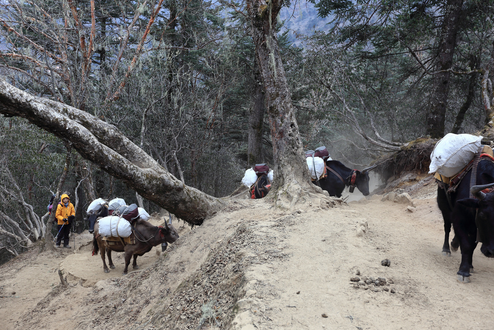 尼泊爾:聖母峰基地營健行 -9 Pheriche(費利崎)→ 尼泊爾:聖母峰基地營健行 -9 Pheriche(費利崎)→