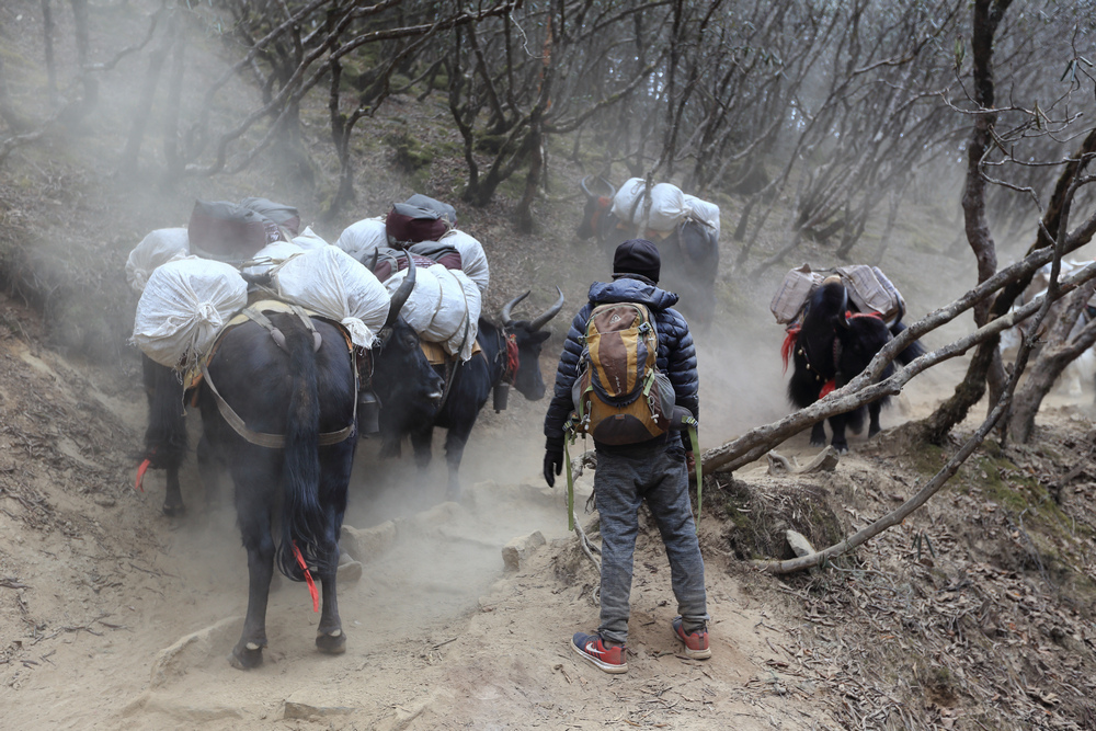 尼泊爾:聖母峰基地營健行 -9 Pheriche(費利崎)→