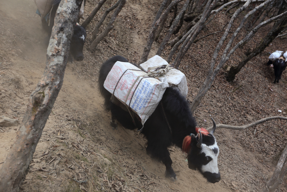 尼泊爾:聖母峰基地營健行 -9 Pheriche(費利崎)→ 尼泊爾:聖母峰基地營健行 -9 Pheriche(費利崎)→