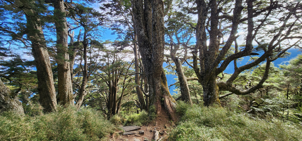 南橫三星-庫哈諾辛山 南橫三星-庫哈諾辛山